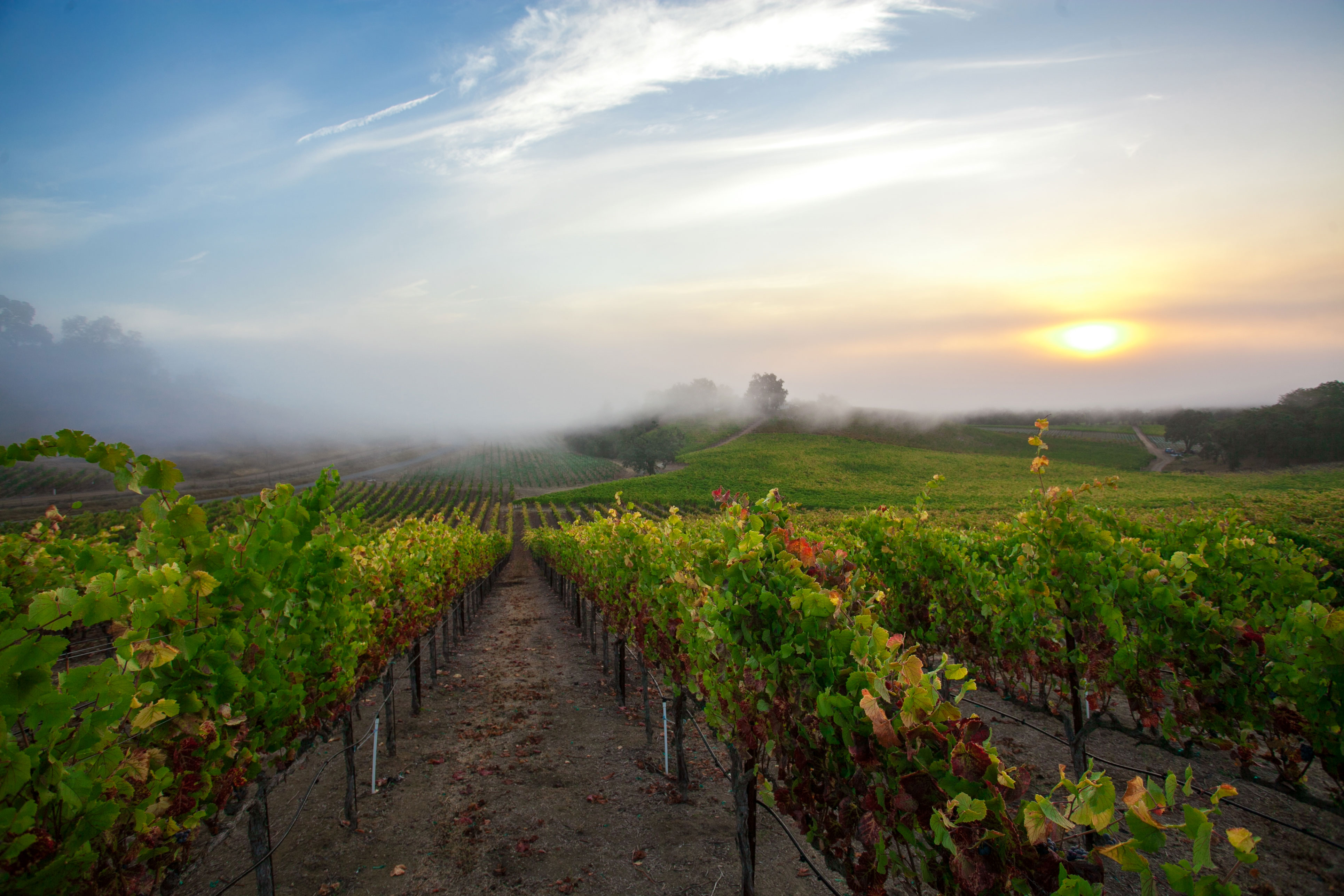 Russian River Valley at sunrise, Sonoma