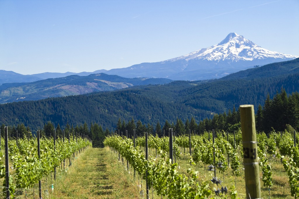 Willamette Valley with Mount Hood, Oregon